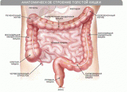 анатомия толстой кишки